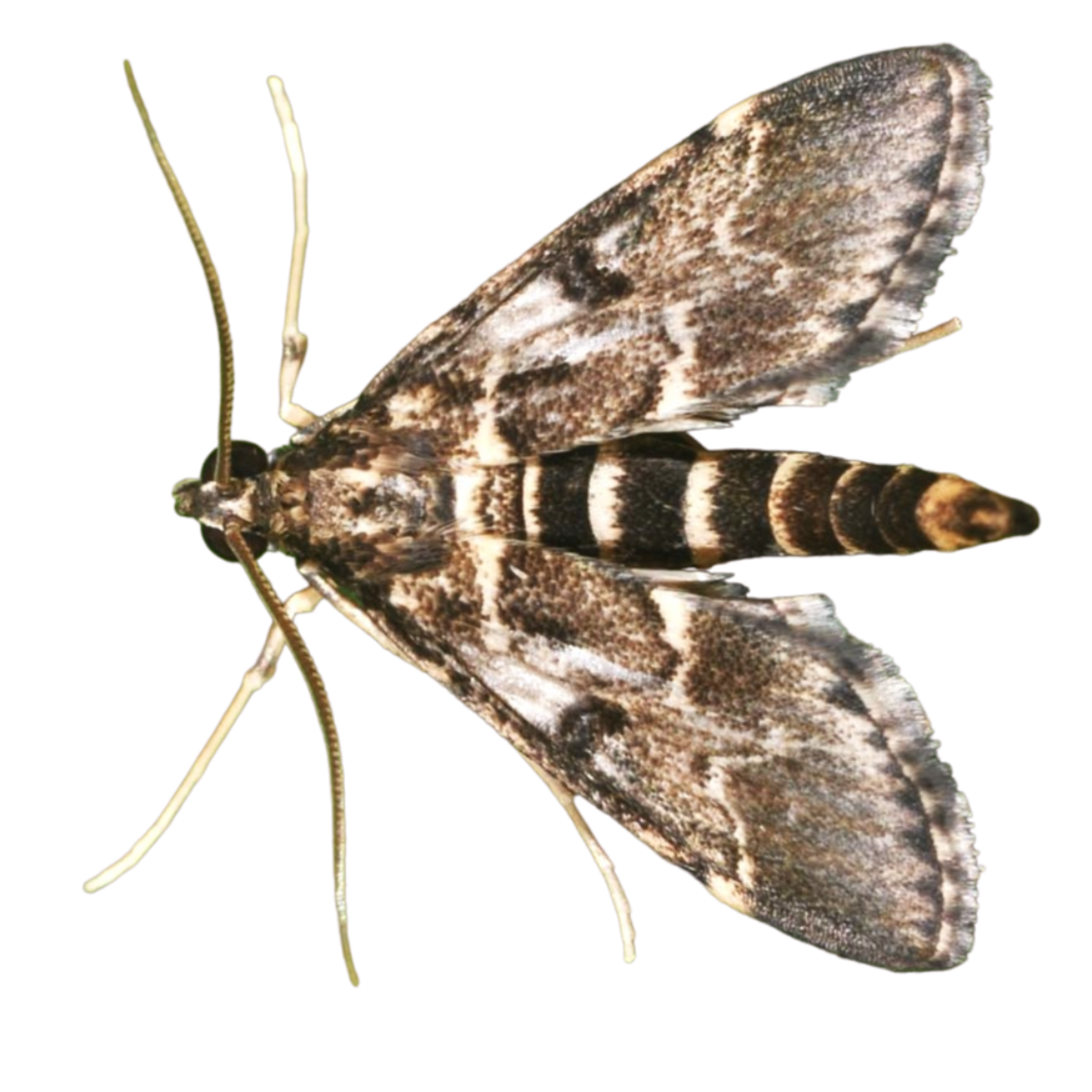 Duponchelia fovealis